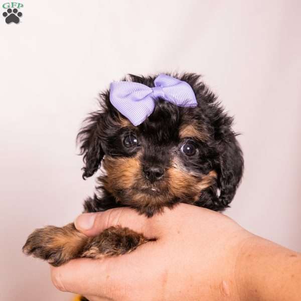 Bella, Bernedoodle-Munchkin Puppy